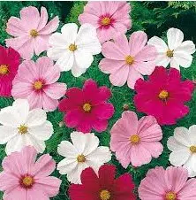 cosmea sortida 15 sementes 3682 e1496628741847