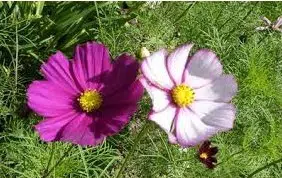 cosmea sortida 15 sementes 4479 e1496628762212