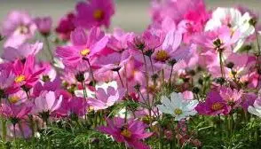 cosmea sortida 15 sementes 7497 e1496628626566