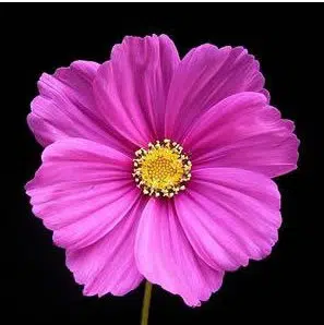 cosmea sortida 15 sementes 8005 e1496628569506