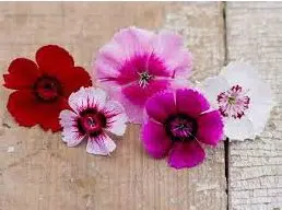 Cravina Alta Dobrada Sortida: 15 Sementes