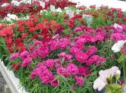 cravina rendada ana dobrada sortida 15 sementes 9119 e1496764757634