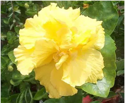Sementes de Cravo Amarelo - Só Flor Sementes