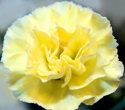 Sementes de Cravo Amarelo - Só Flor Sementes