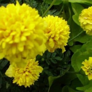 Sementes de Cravo Amarelo - Só Flor Sementes