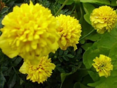 Sementes de Cravo Amarelo - Só Flor Sementes