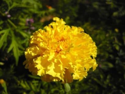 Sementes de Cravo Amarelo - Só Flor Sementes