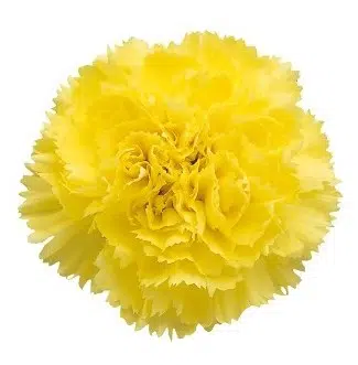 Sementes de Cravo Amarelo - Só Flor Sementes
