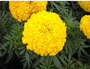Sementes de Cravo Amarelo - Só Flor Sementes