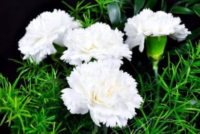 Sementes de Cravo Branco - Só Flor Sementes