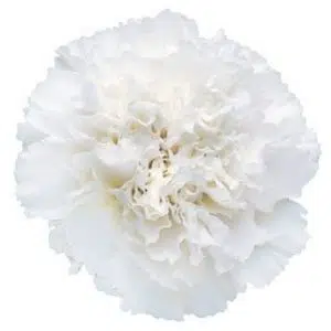 Sementes de Cravo Branco - Só Flor Sementes