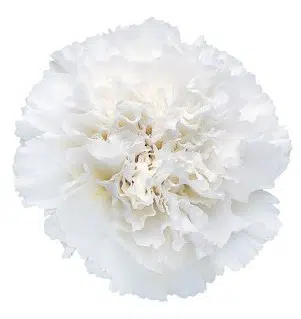 Sementes de Cravo Branco - Só Flor Sementes