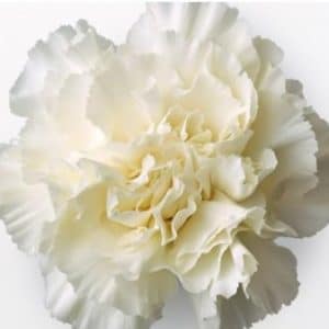 Sementes de Cravo Branco - Só Flor Sementes