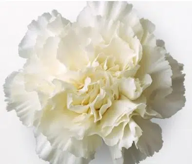 Sementes de Cravo Branco - Só Flor Sementes