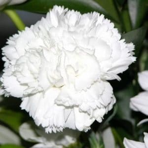 Sementes de Cravo Branco - Só Flor Sementes