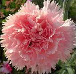 Sementes de Cravo Rosa: 50 Sementes - Só Flor Sementes