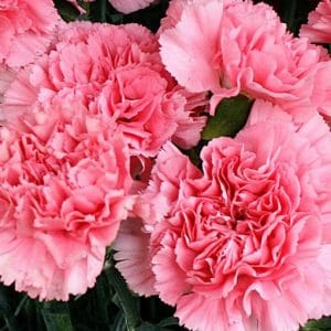 Sementes de Cravo Rosa: 50 Sementes - Só Flor Sementes