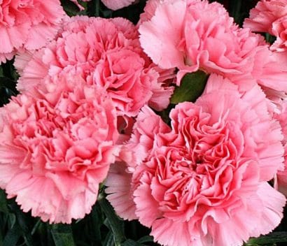 Sementes de Cravo Rosa: 50 Sementes - Só Flor Sementes