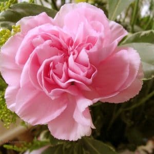 Sementes de Cravo Rosa: 50 Sementes - Só Flor Sementes