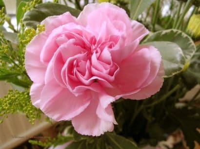 Sementes de Cravo Rosa: 50 Sementes - Só Flor Sementes