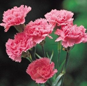 Sementes de Cravo Rosa: 50 Sementes - Só Flor Sementes