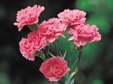 Sementes de Cravo Rosa: 50 Sementes - Só Flor Sementes