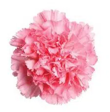 Sementes de Cravo Rosa: 50 Sementes - Só Flor Sementes