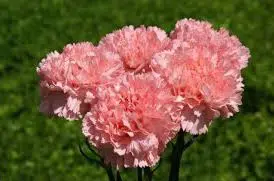 Sementes de Cravo Rosa: 50 Sementes - Só Flor Sementes