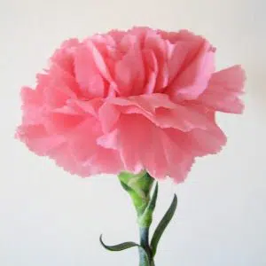 Sementes de Cravo Rosa: 50 Sementes - Só Flor Sementes