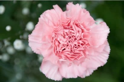 Sementes de Cravo Rosa: 50 Sementes - Só Flor Sementes