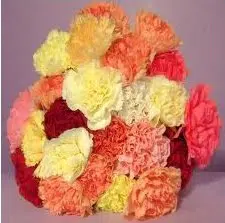 Sementes de Cravo Sortido: 50 Sementes - Só Flor Sementes
