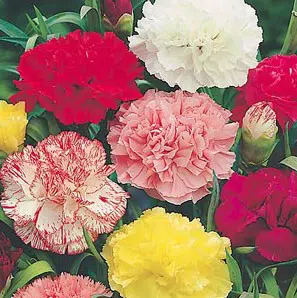 Sementes de Cravo Sortido: 50 Sementes - Só Flor Sementes