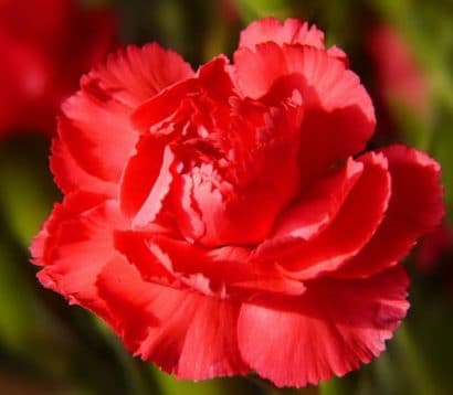 Sementes de Cravo Vermelho: 50 Sementes - Só Flor Sementes