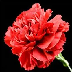Sementes de Cravo Vermelho: 50 Sementes - Só Flor Sementes