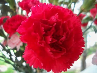 Sementes de Cravo Vermelho: 50 Sementes - Só Flor Sementes