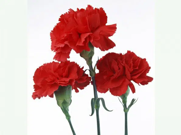 Sementes de Cravo Vermelho: 50 Sementes - Só Flor Sementes