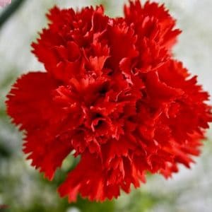 Sementes de Cravo Vermelho: 50 Sementes - Só Flor Sementes