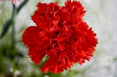 Sementes de Cravo Vermelho: 50 Sementes - Só Flor Sementes