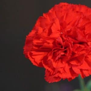 Sementes de Cravo Vermelho: 50 Sementes - Só Flor Sementes