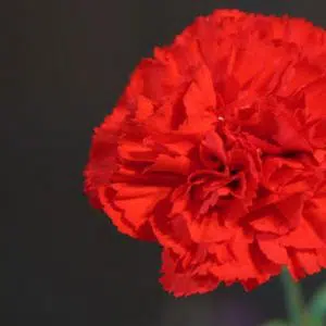 Sementes de Cravo Vermelho: 50 Sementes - Só Flor Sementes