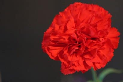 Sementes de Cravo Vermelho: 50 Sementes - Só Flor Sementes