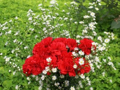 Sementes de Cravo Vermelho: 50 Sementes - Só Flor Sementes