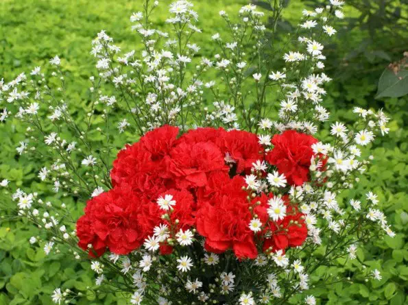 Sementes de Cravo Vermelho: 50 Sementes - Só Flor Sementes