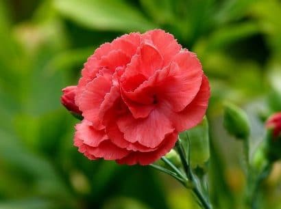 Sementes de Cravo Vermelho: 50 Sementes - Só Flor Sementes