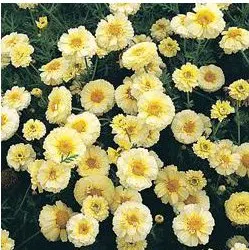crisantemo amarelo creme e branco 15 sementes 2555 e1496761615975
