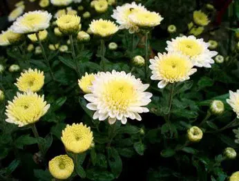 crisantemo amarelo creme e branco 15 sementes 4567 e1496760635614