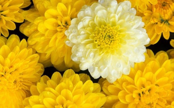 Crisântemo Amarelo, Creme e Branco: 20 Sementes - SoFlor Sementes