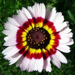 crisantemo carinatum 20 sementes 2592 e1496760280481