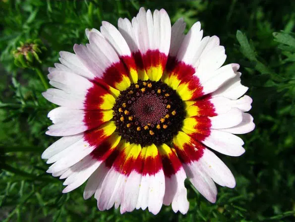 crisantemo carinatum 20 sementes 2592 e1496760280481