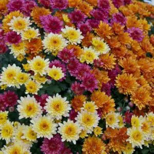 crisantemo dobrado sortido 15 sementes 6927 e1496761823577